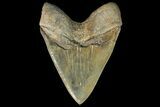 Serrated, Fossil Megalodon Tooth - Huge Tooth #163291-2